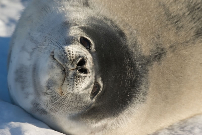 Seal Hug